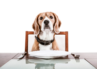 Dog sitting at restaurant table