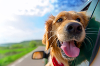 Dog with head out of car window