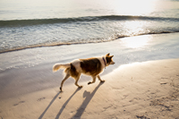 Walking dog on beach in morning