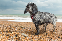 Wet dog on Dorset beach