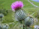 Thistle